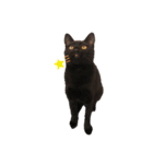 ねこのくみこ と めぐみ（個別スタンプ：13）