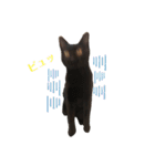 ねこのくみこ と めぐみ（個別スタンプ：14）