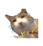 ねこのくみこ と めぐみ（個別スタンプ：15）