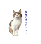 ねこのくみこ と めぐみ（個別スタンプ：16）