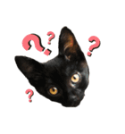 ねこのくみこ と めぐみ（個別スタンプ：17）