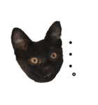 ねこのくみこ と めぐみ（個別スタンプ：18）