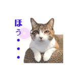 ねこのくみこ と めぐみ（個別スタンプ：19）