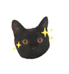 ねこのくみこ と めぐみ（個別スタンプ：20）