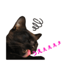 ねこのくみこ と めぐみ（個別スタンプ：22）