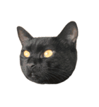 ねこのくみこ と めぐみ（個別スタンプ：23）