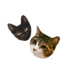ねこのくみこ と めぐみ（個別スタンプ：24）