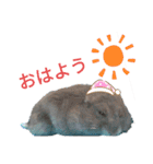 はむスターズ。（個別スタンプ：2）