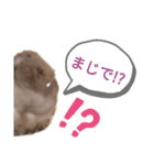 はむスターズ。（個別スタンプ：15）