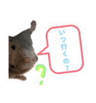 はむスターズ。（個別スタンプ：17）