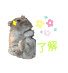 はむスターズ。（個別スタンプ：27）