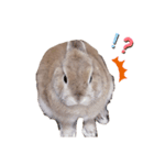 小うさぎさん（個別スタンプ：3）