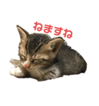 家の猫たちpart1（個別スタンプ：1）