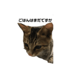 家の猫たちpart1（個別スタンプ：2）