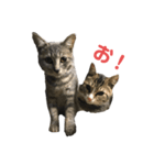家の猫たちpart1（個別スタンプ：4）