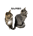 家の猫たちpart1（個別スタンプ：5）
