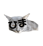家の猫たちpart1（個別スタンプ：7）