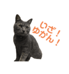 家の猫たちpart1（個別スタンプ：8）