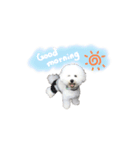 ビションフリーゼ もこぴのスタンプ（個別スタンプ：1）