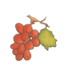 果実編（個別スタンプ：1）