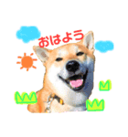 柴犬ふくvol.②（個別スタンプ：1）