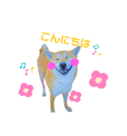 柴犬ふくvol.②（個別スタンプ：2）