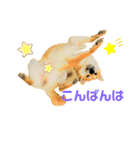 柴犬ふくvol.②（個別スタンプ：3）