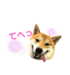 柴犬ふくvol.②（個別スタンプ：4）