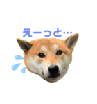 柴犬ふくvol.②（個別スタンプ：5）
