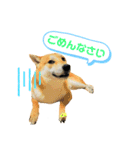 柴犬ふくvol.②（個別スタンプ：6）