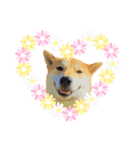 柴犬ふくvol.②（個別スタンプ：7）