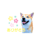 柴犬ふくvol.②（個別スタンプ：8）