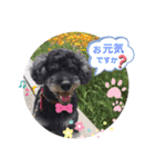川越家のわんこたち（個別スタンプ：8）