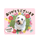 川越家のわんこたち（個別スタンプ：13）