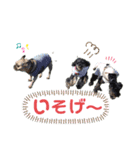 川越家のわんこたち（個別スタンプ：16）