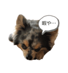 ココ_20200506（個別スタンプ：5）