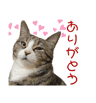 リアルにゃんこ 1 《Japanese》（個別スタンプ：1）