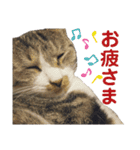 リアルにゃんこ 1 《Japanese》（個別スタンプ：5）
