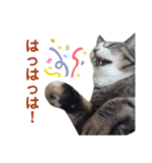 リアルにゃんこ 1 《Japanese》（個別スタンプ：10）