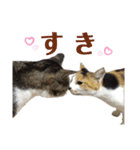 リアルにゃんこ 1 《Japanese》（個別スタンプ：23）