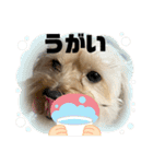 かわいいころくんスタンプ2（個別スタンプ：5）