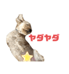 かわいいころくんスタンプ2（個別スタンプ：17）