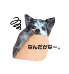 チワー's（個別スタンプ：7）