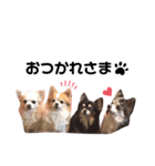 チワー's（個別スタンプ：10）