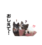 チワー's（個別スタンプ：12）