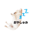 チワー's（個別スタンプ：13）