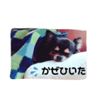 チワー's（個別スタンプ：15）