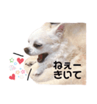 チワー's（個別スタンプ：18）
