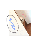 チワー's（個別スタンプ：21）