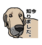 大きな犬 大型犬 スパニッシュマスティフ（個別スタンプ：1）
